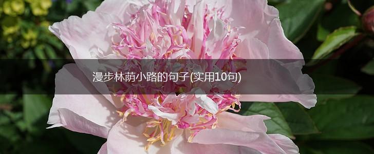 漫步林荫小路的句子(实用10句),第1张