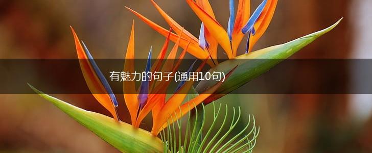 有魅力的句子(通用10句),第1张