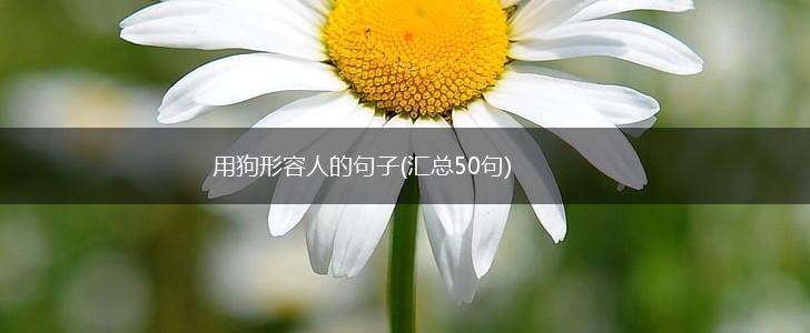 用狗形容人的句子(汇总50句),第1张