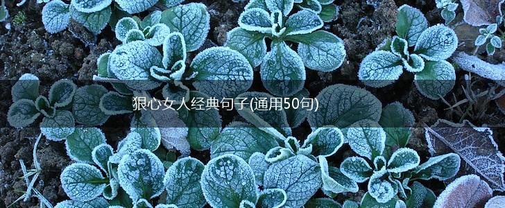 狠心女人经典句子(通用50句),第1张
