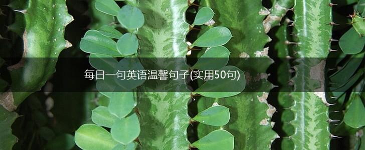 每日一句英语温馨句子(实用50句),第1张