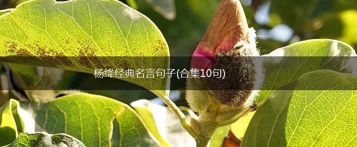 杨绛经典名言句子(合集10句),第1张