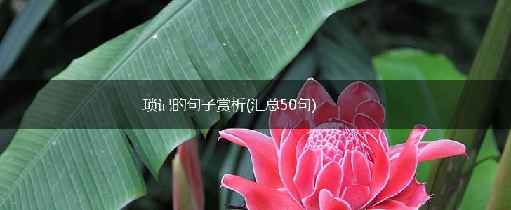 琐记的句子赏析(汇总50句),第1张