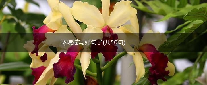环境描写好句子(共50句),第1张