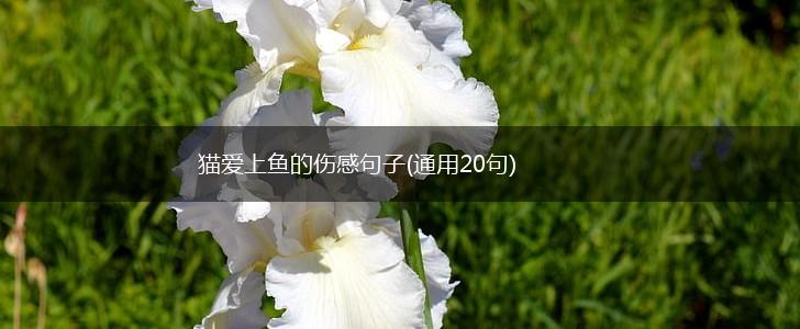 猫爱上鱼的伤感句子(通用20句),第1张