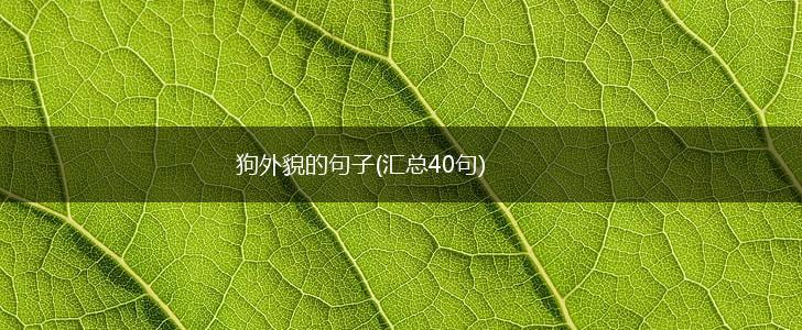 狗外貌的句子(汇总40句),第1张