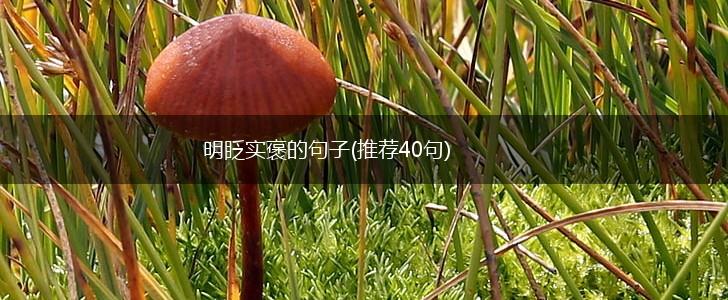 明眨实褒的句子(推荐40句),第1张