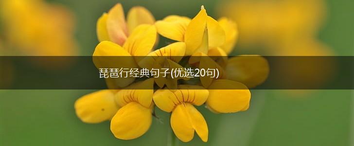 琵琶行经典句子(优选20句),第1张