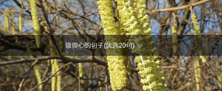 敬畏心的句子(优选20句),第1张