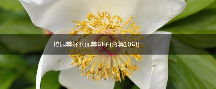 校园美好的优美句子(合集10句),第1张