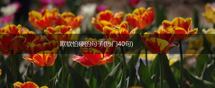 欺软怕硬的句子(热门40句),第1张
