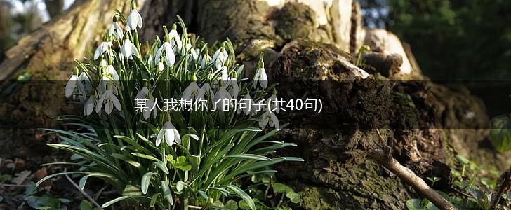 某人我想你了的句子(共40句),第1张