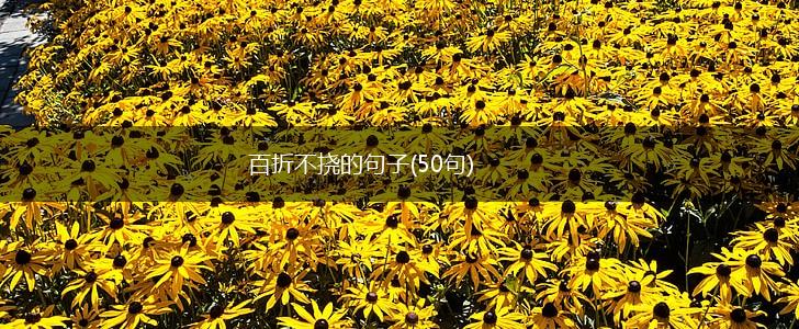 百折不挠的句子(50句),第1张