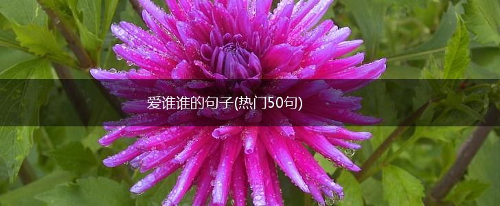 爱谁谁的句子(热门50句),第1张