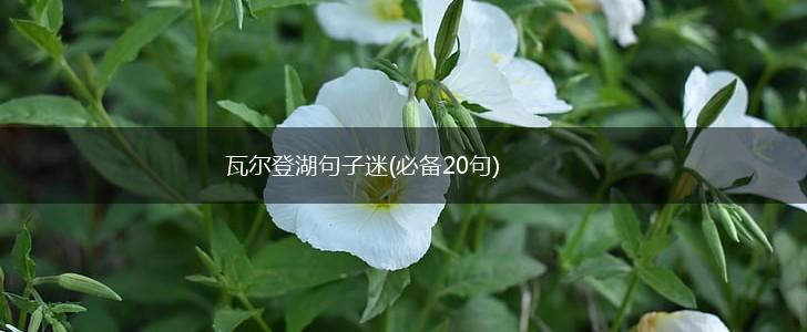 瓦尔登湖句子迷(必备20句),第1张