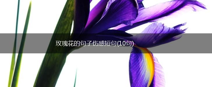 玫瑰花的句子伤感短句(10句),第1张