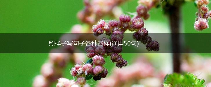 照样子写句子各种各样(通用50句),第1张