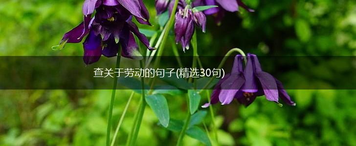 查关于劳动的句子(精选30句),第1张