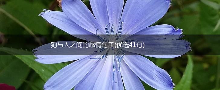 狗与人之间的感情句子(优选41句),第1张