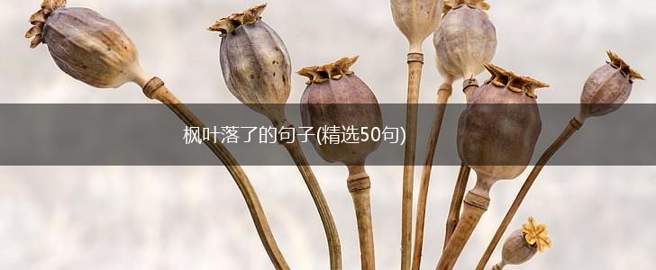 枫叶落了的句子(精选50句),第1张