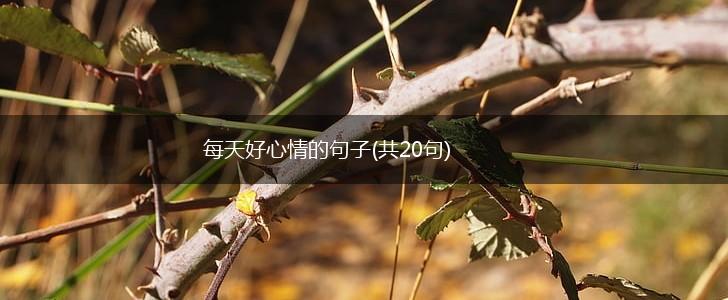 每天好心情的句子(共20句),第1张