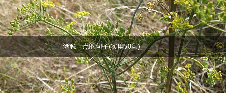 洒脱一点的句子(实用50句),第1张