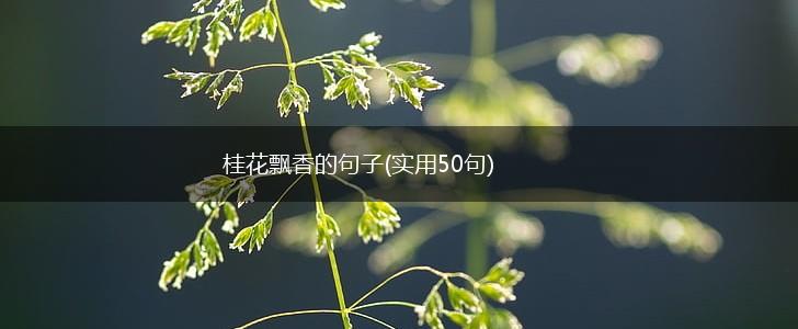 桂花飘香的句子(实用50句),第1张
