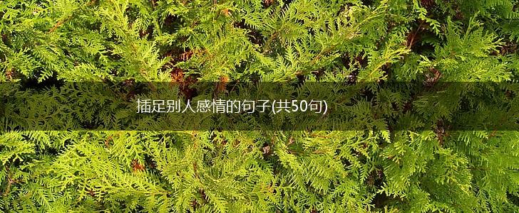 插足别人感情的句子(共50句),第1张
