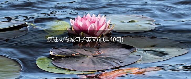 疯狂动物城句子英文(通用40句),第1张