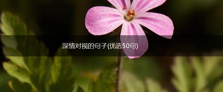深情对视的句子(优选50句),第1张