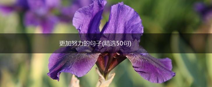 更加努力的句子(精选50句),第1张