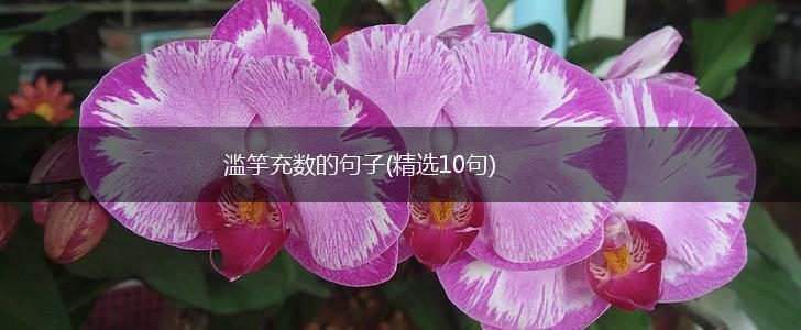 滥竽充数的句子(精选10句),第1张