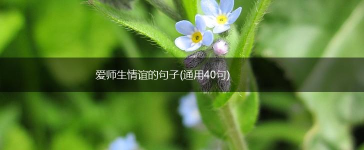 爱师生情谊的句子(通用40句),第1张