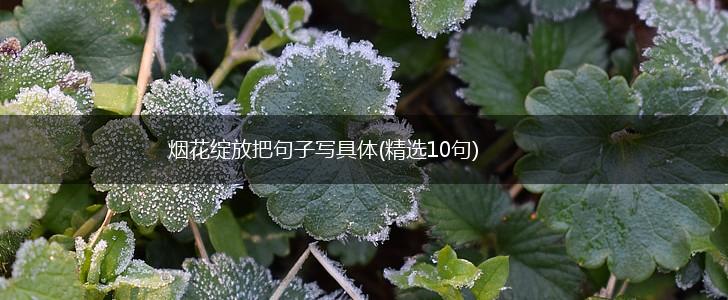 烟花绽放把句子写具体(精选10句),第1张