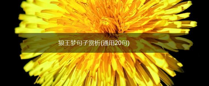 狼王梦句子赏析(通用20句),第1张