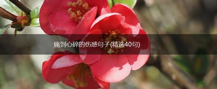 痛到心碎的伤感句子(精选40句),第1张