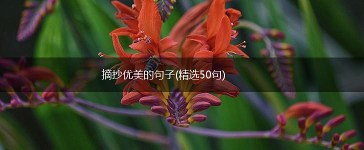 摘抄优美的句子(精选50句),第1张