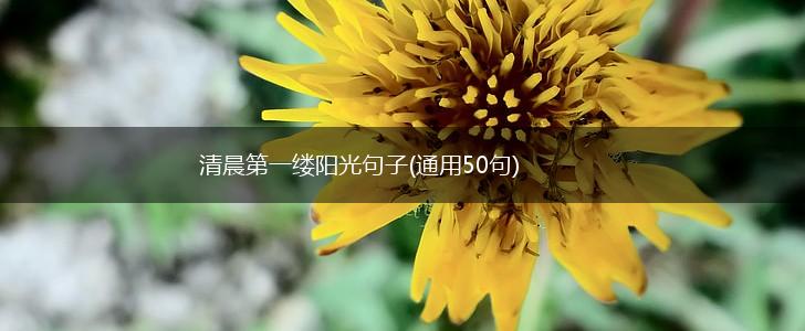 清晨第一缕阳光句子(通用50句),第1张