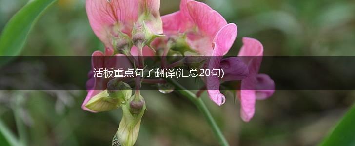 活板重点句子翻译(汇总20句),第1张