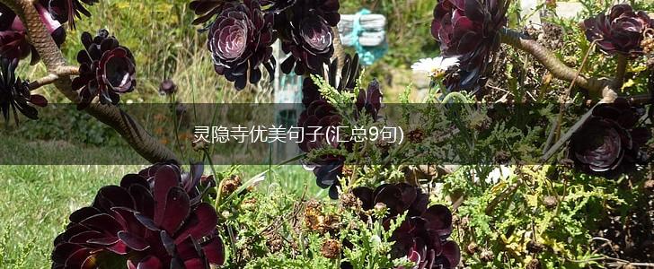 灵隐寺优美句子(汇总9句),第1张