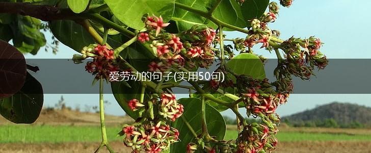 爱劳动的句子(实用50句),第1张