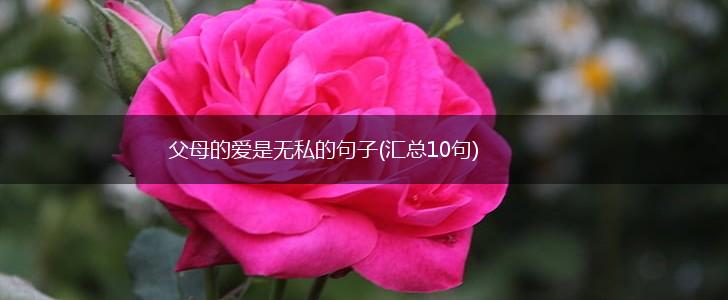 父母的爱是无私的句子(汇总10句),第1张