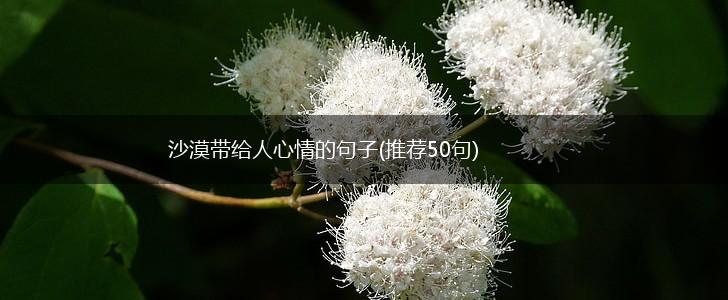 沙漠带给人心情的句子(推荐50句),第1张