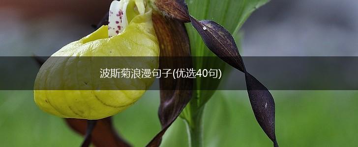 波斯菊浪漫句子(优选40句),第1张
