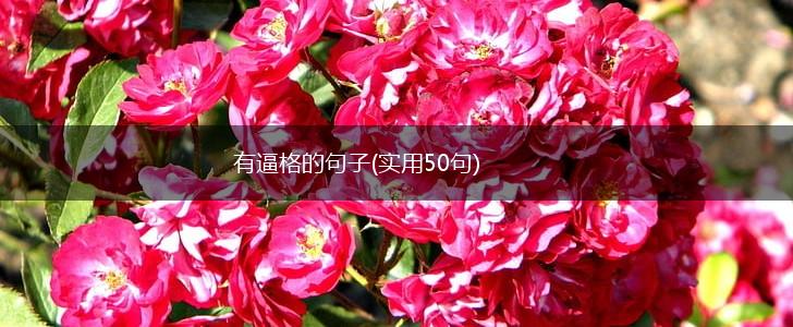 有逼格的句子(实用50句),第1张