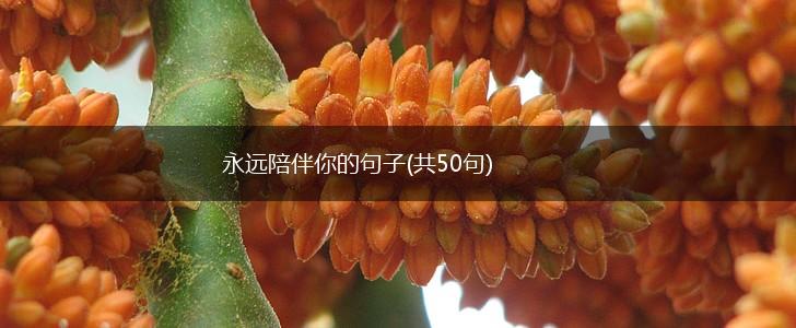 永远陪伴你的句子(共50句),第1张