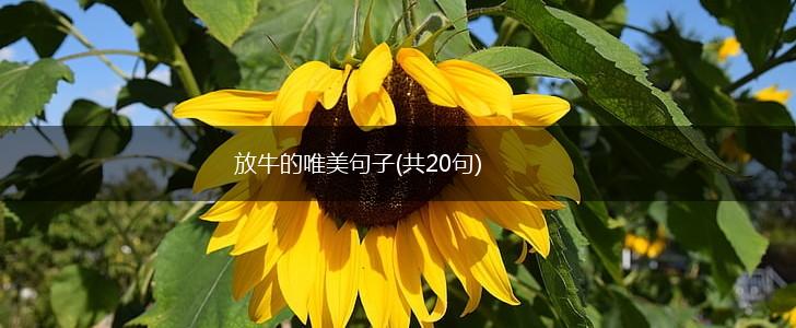 放牛的唯美句子(共20句),第1张