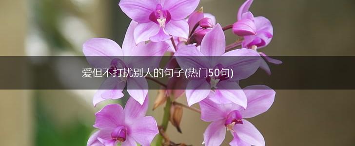 爱但不打扰别人的句子(热门50句),第1张
