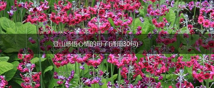 登山感悟心情的句子(通用30句),第1张