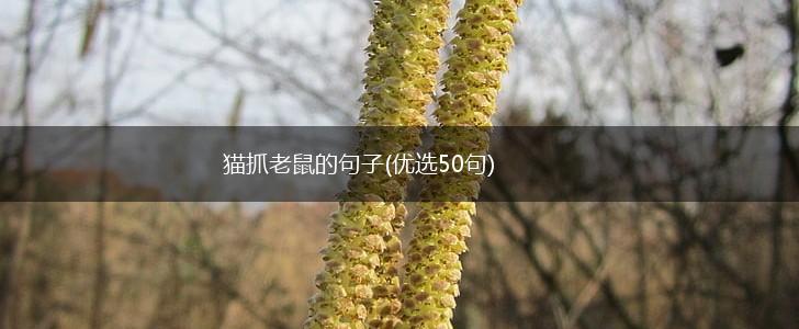 猫抓老鼠的句子(优选50句),第1张